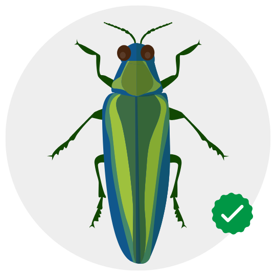 wood-borer-control